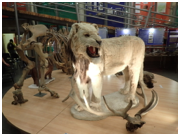 Luolaleijona museossa. Siperiassa on ollut leijonia, ja sarvikuonoja mut ennen meitä.